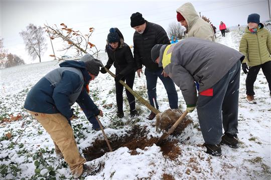 Sázení dubů na Křížové cestě v Přibyslavi - Uhrách 25. 11. 2023