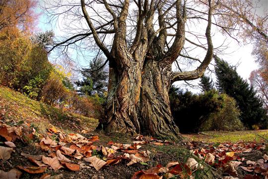 Cercidiphyllum japonicum